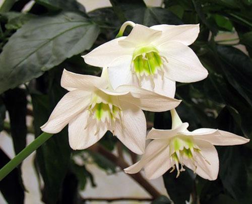 Eucharis