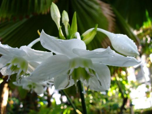 Eucharis õitseb
