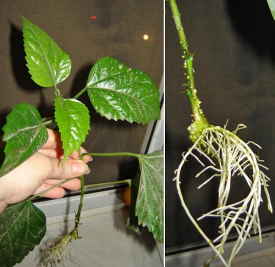 Hibiski pistikud juurtega