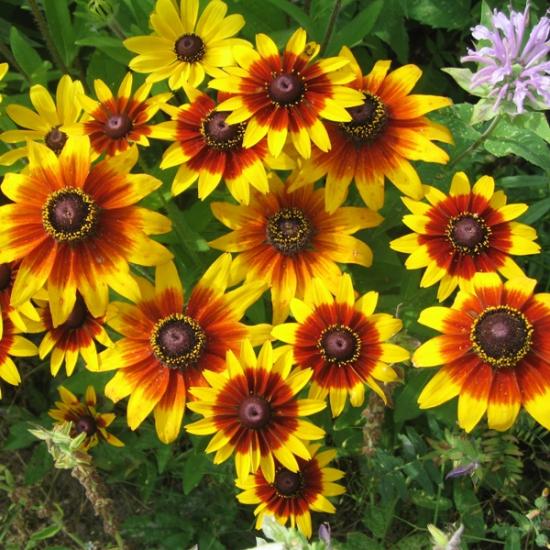 Rudbeckia õitseb