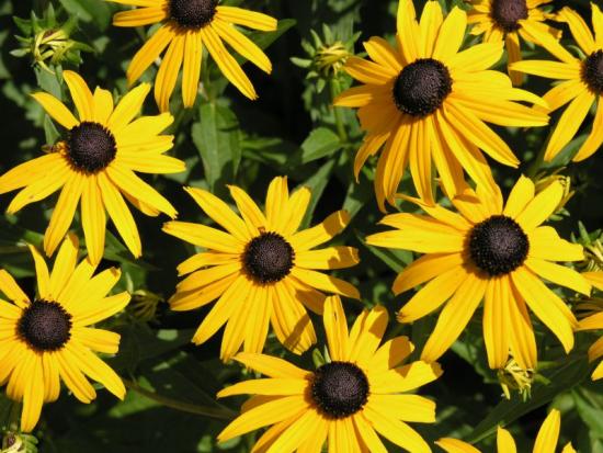 Rudbeckia doma