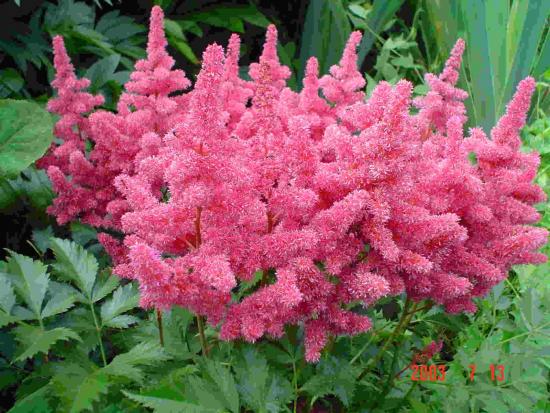 Astilbe