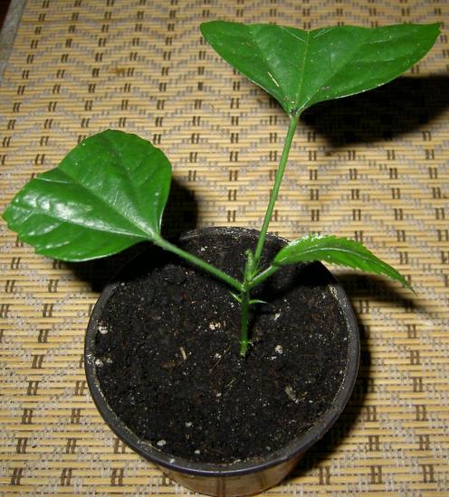 Hibisk