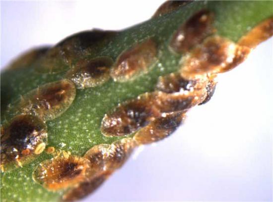 Soomusputukas on kahjur