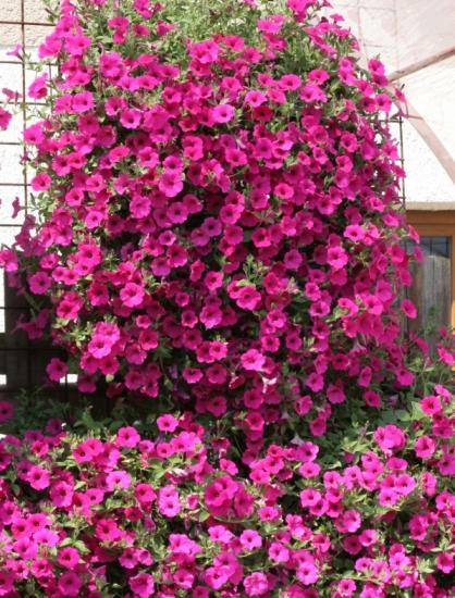 Petunia kodus