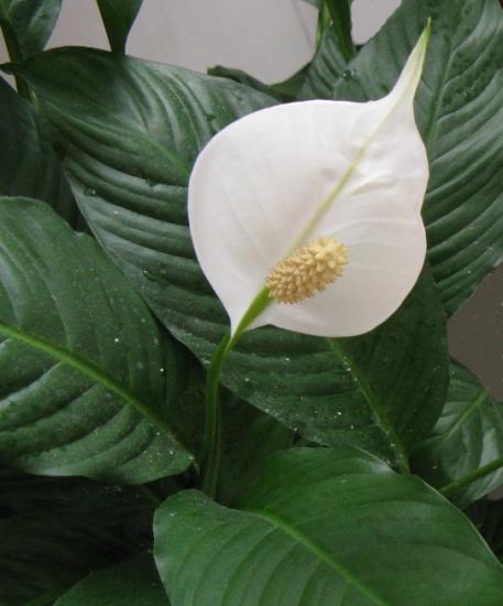 spathiphyllum kodus