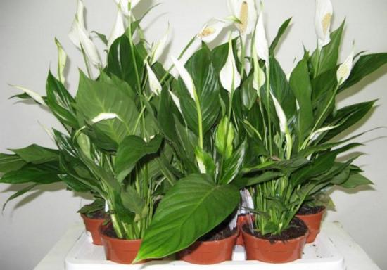Spathiphyllum ehk "naiste õnn"
