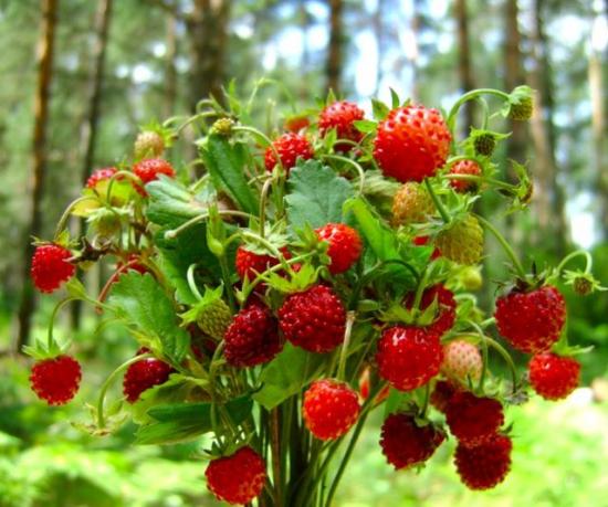 Metsmaasikas