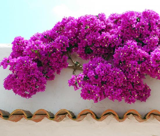 Bougainvillea