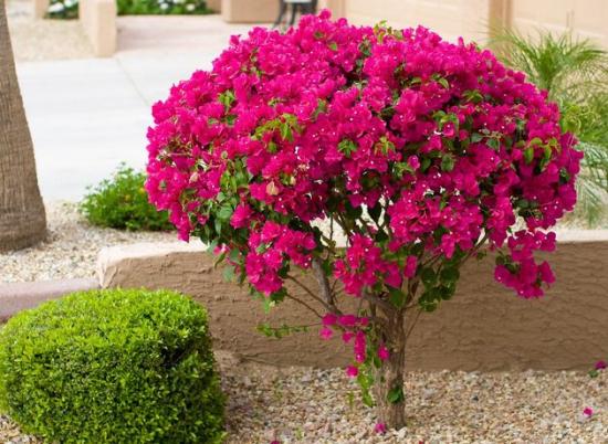 Bougainvillea õitseb
