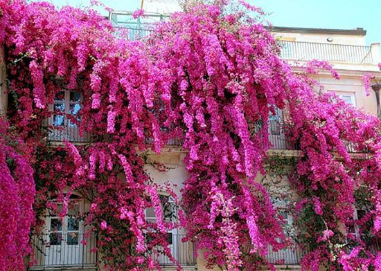 Bougainvillea rõdudel