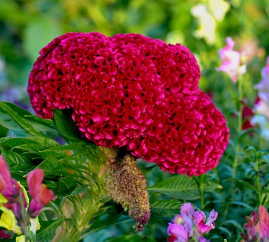 Celosia kammkarp
