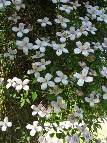 hora Clematis