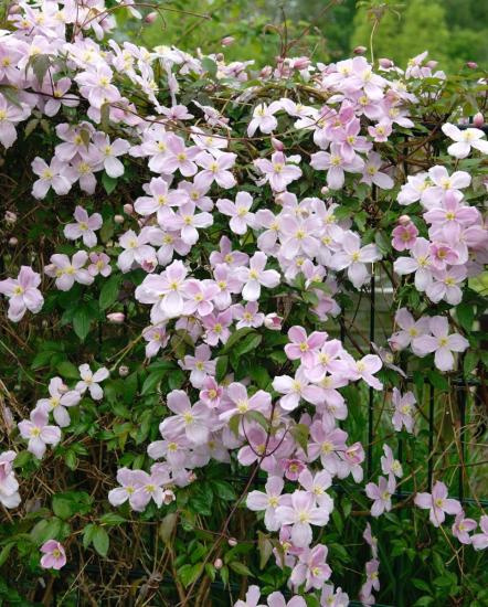 Clematis horský plamének