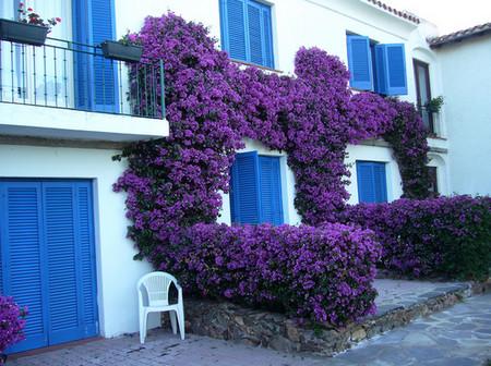 Clematis