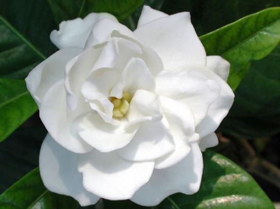 gardeenia lill