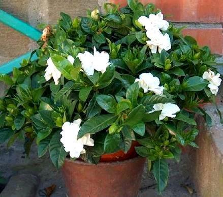 Gardenia potis