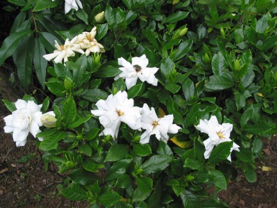 Suur gardeenia põõsas