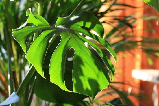 Monstera