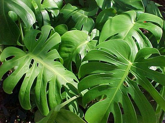 Monstera (lehed)