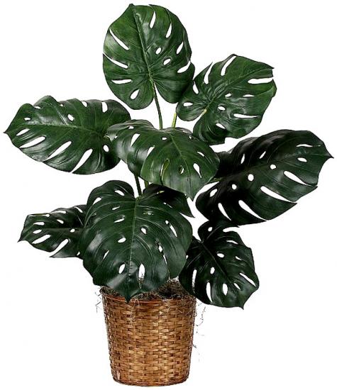 Monstera