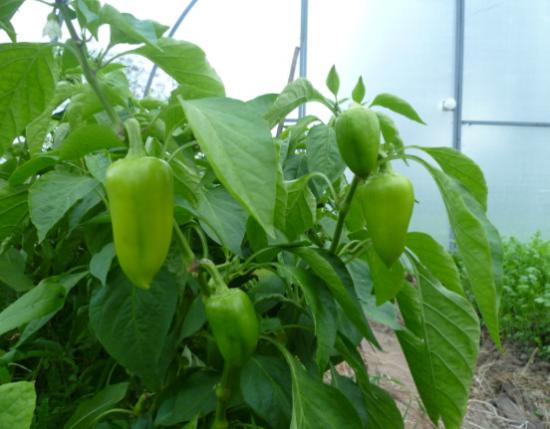 Paprika seemikud
