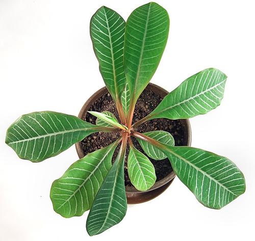 Květ Euphorbia
