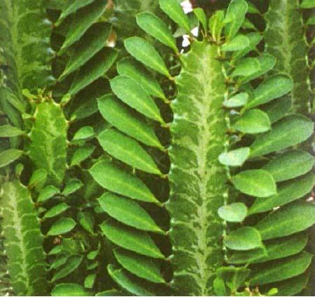 Euphorbia sort