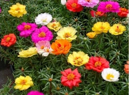 Portulaka kvete