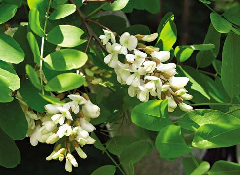 Robinia pseudoakaatsia