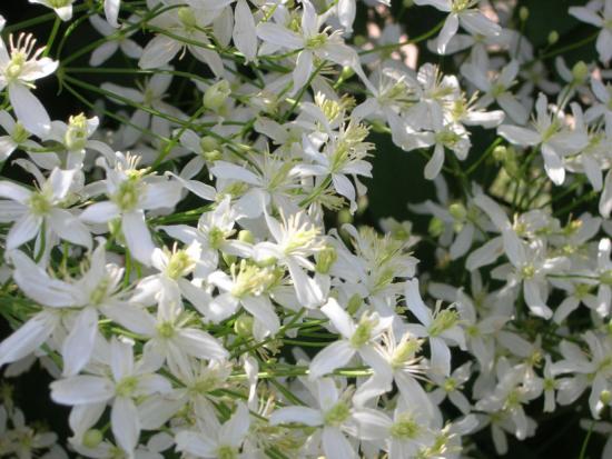Clematis