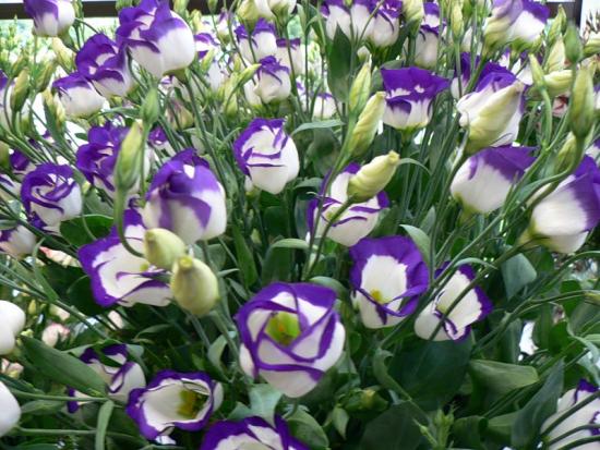 Eustoma lill