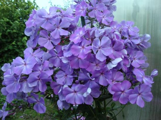 Phlox šeřík