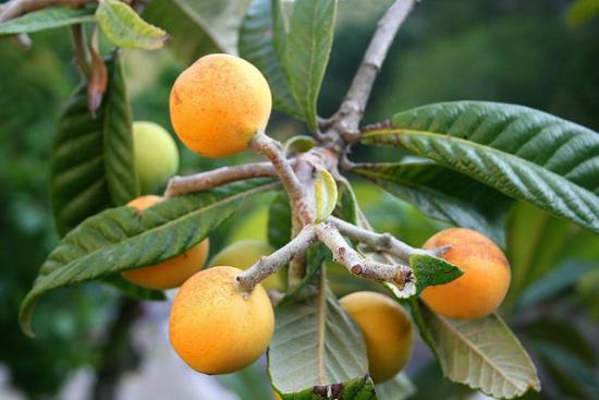 Loquat na stromě