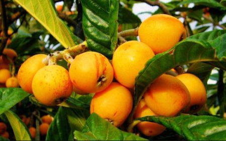 Loquat puuviljad