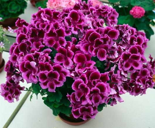 Pelargonium - pelargonium