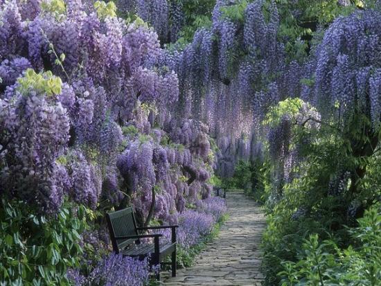 Wisteria