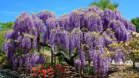 Wisteria aias