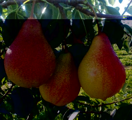 Pear Clappi lemmik