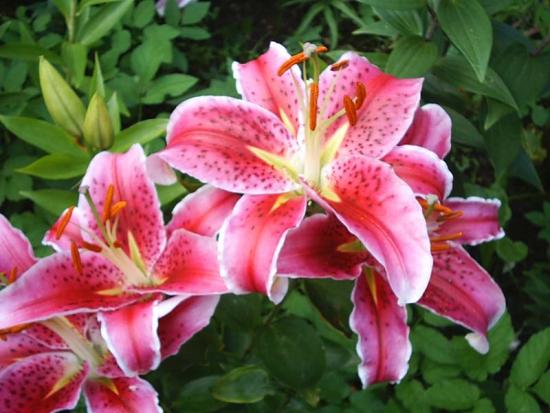 Lily