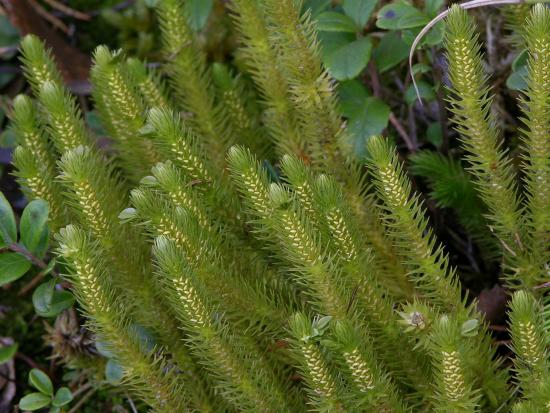 Lycopsida (lycopsida)