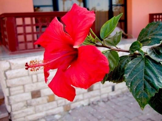 Hibiscus õitseb