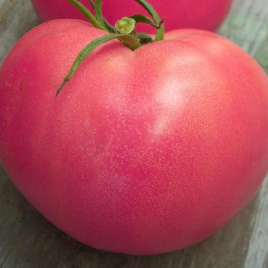 Roosa tomat
