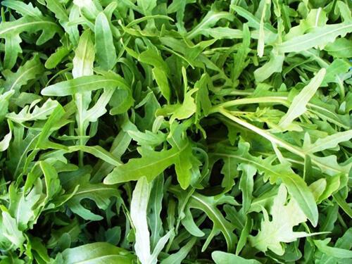 Rukola kasvatamine