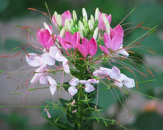 Cleome lill