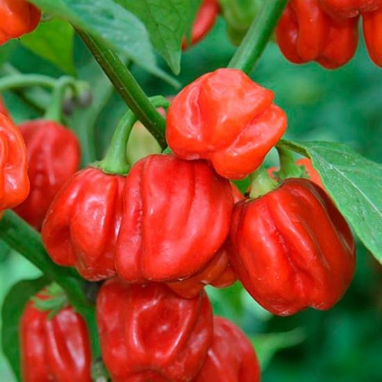 Hiina habanero pipar