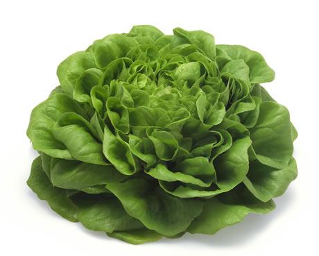 Sibula salat
