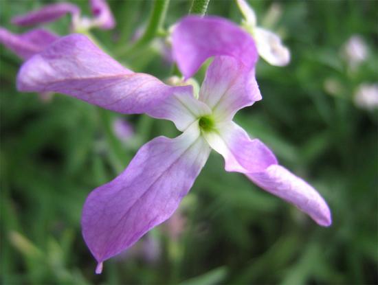 Matthiola bicornuum