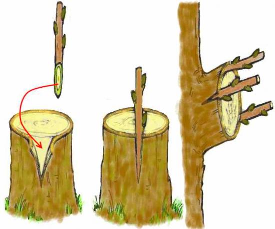 Vaktsineerimine diagrammil