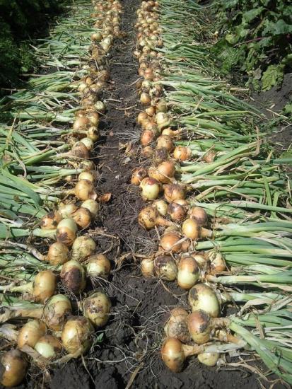 Rohelised sibulad